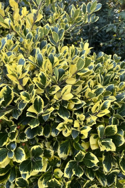 Падуб альтаклеренсіс Голден Кінг | Ilex altaclerensis Golden King | Падуб альтаклеренсис Голден Кинг